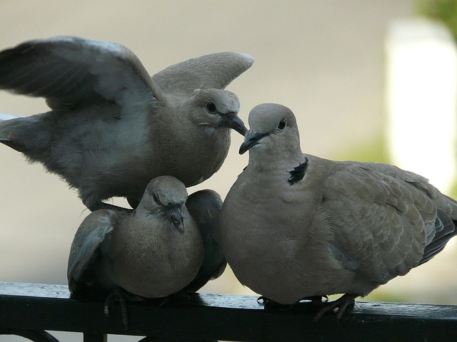 tři holubi